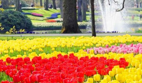  Luksemburg – Belgia – Holandia - Parada Kwiatów w Holandii